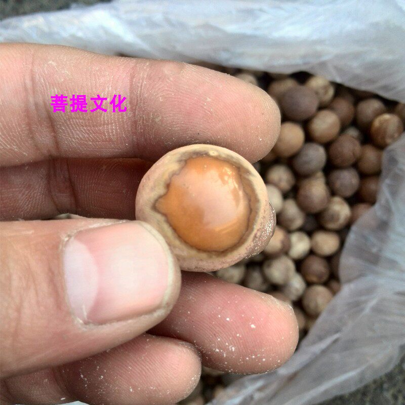 菩提根风化原籽散籽落地籽风化文玩菩提子老料带皮菩提论斤卖