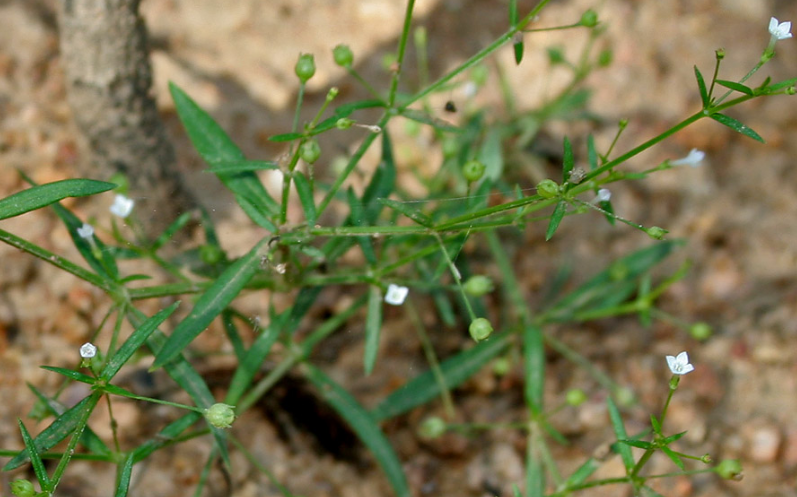 野生百花蛇舌草草药 白花蛇舌草500g克中药材半枝莲 新鲜干货包邮
