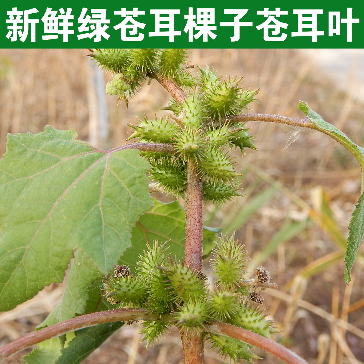 自家现摘野生新鲜苍耳子250克包邮苍耳子带刺 痴头芒新鲜苍耳子果 - 实物图