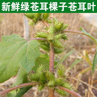 自家现摘野生新鲜苍耳子250克包邮苍耳子带刺 痴头芒新鲜苍耳子果