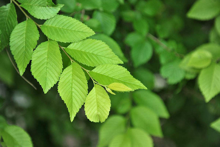 新鲜晒干榆树叶嫩榆叶茶清火非榆钱叶500g包邮榆树叶子新鲜晒干
