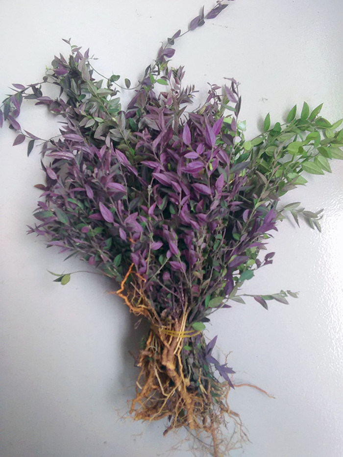 新货正品瓜子金 中草药 来马回 女儿红勒马回 辰砂草 惊风草 包邮