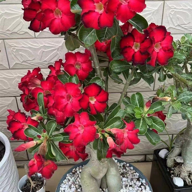 沙漠玫瑰花原生苗裸根 一物一拍,鲜花速递/花卉仿真/绿植园艺,造型盆景,淘宝优惠券,粉丝福利购,淘宝优惠卷