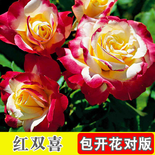 7年老桩切花玫瑰月季室内阳台盆栽四季开庭院大花浓香净化空气3棵