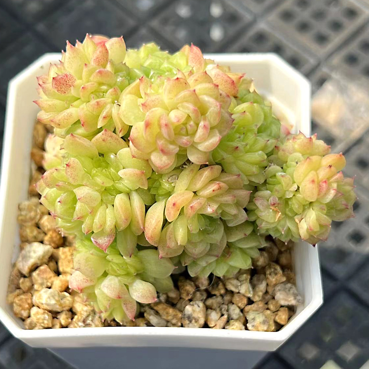 小肥熊多肉韩麦群生麦秆山原始麦秆老麦秆高级多肉小盆栽精品肉肉