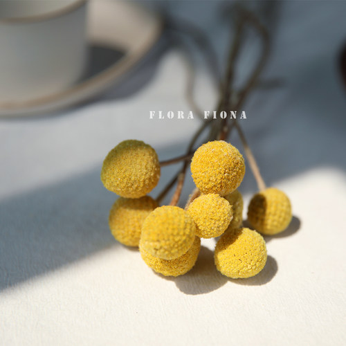 北欧软装干果植物黄金球永生花