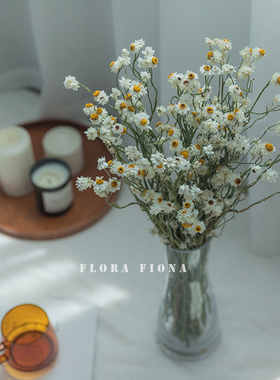自然植物干花清新白色小雏菊家居装饰野餐花束搭配软装摆设银苞菊