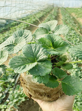 草莓苗精品大苗带土带花南北方地栽露天阳台种植奶油四季黑白草莓