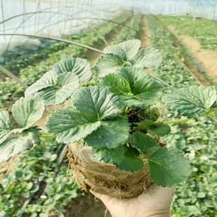 草莓苗精品大苗带土带花南北方地载露天阳台种植奶油四季 黑白草莓