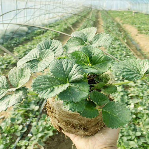 草莓苗精品大苗四季奶油黑珍珠
