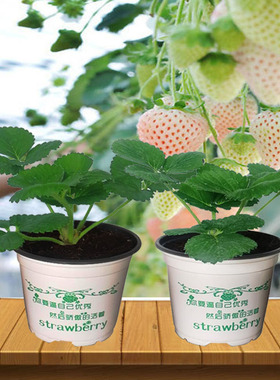 草莓苗真红美玲原盆原土南北方盆栽地栽阳台种植