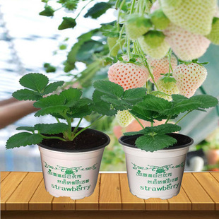 草莓苗真红美玲原盆原土南北方盆栽地栽阳台种植