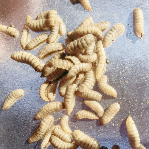 黑水虻钓鱼鲶鱼鲫鱼鲤鱼黄辣丁翘嘴溪流石斑蛋白虫野钓活虫饵料
