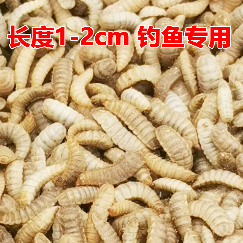 黑水虻活饵活体幼虫鱼饵胶嘴钓鱼用活虫子喂宠物活饵料高蛋白