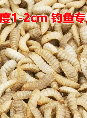 黑水虻活饵活体幼虫鱼饵胶嘴钓鱼用活虫子喂宠物活饵料高蛋白