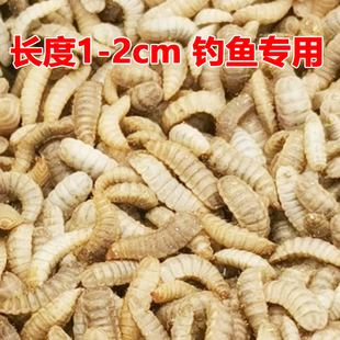 黑水虻活饵活体幼虫鱼饵胶嘴钓鱼用活虫子喂宠物活饵料高蛋白