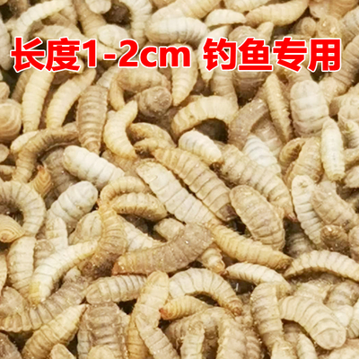黑水虻活饵活体幼虫鱼饵胶嘴钓鱼用活虫子喂宠物活饵料高蛋白