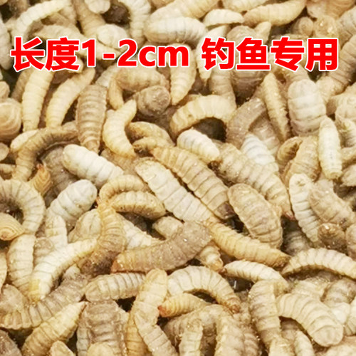 黑水虻活饵活体幼虫鱼饵胶嘴钓鱼用活虫子喂宠物活饵料高蛋白