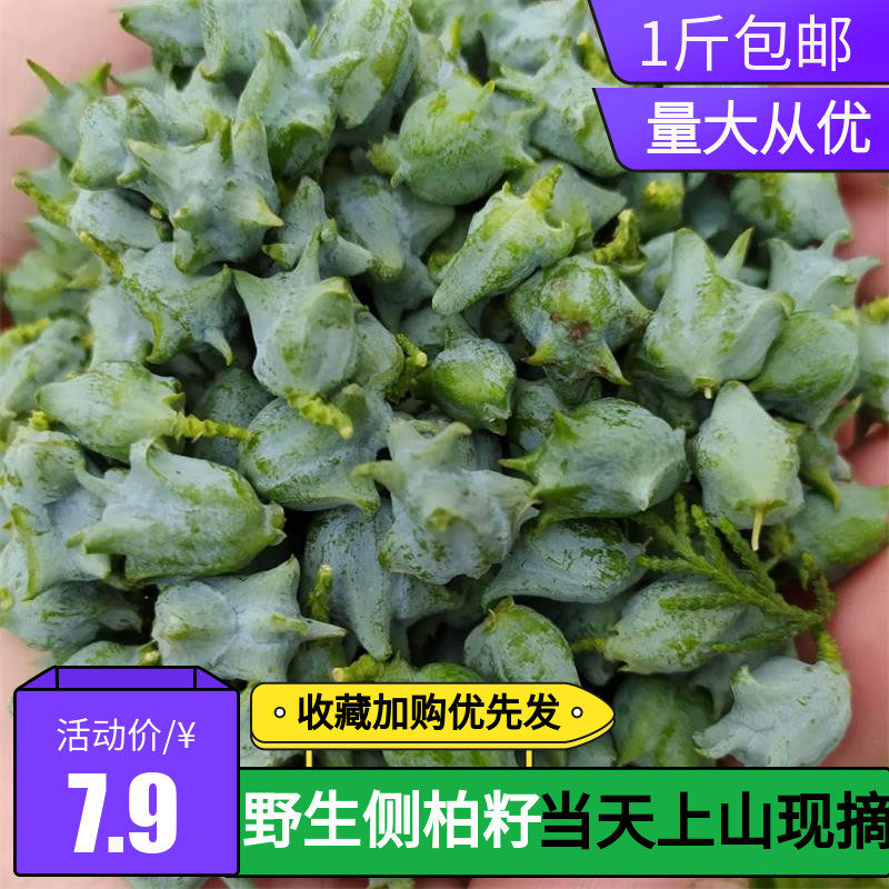 野生侧柏籽新鲜柏树籽侧柏叶果树子侧柏子香松柏香助眠枕头中药材