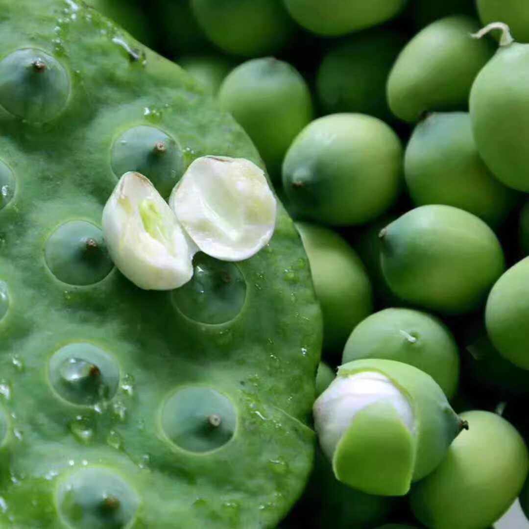 江西特产生吃即食水果莲蓬当季蔬新鲜莲蓬