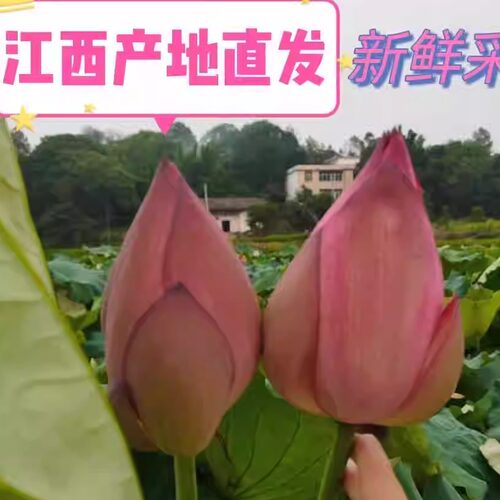 水养切花养植观音莲水培花