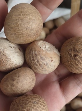 中药材槟榔个 500克包邮 腾冲胃腹果野生橄榄子胃酸  完整整个