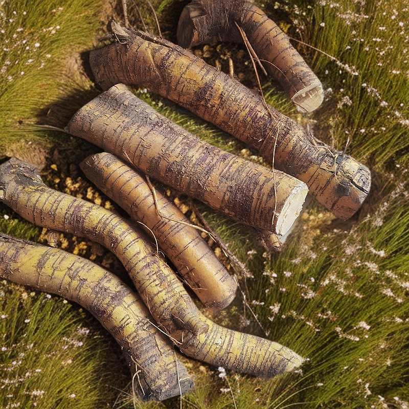 桑树根桑椹树根切段中草药材