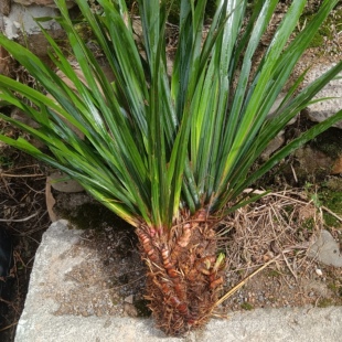 10年野外石菖蒲苗新鲜带泥根现挖现发绿植老龙根