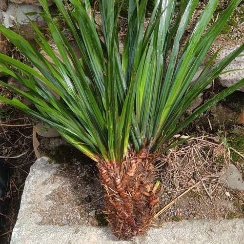 10年野外石菖蒲苗新鲜带泥根现挖现发绿植老龙根