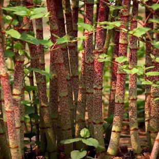现挖新鲜种苗好活大山里虎杖根苗酸汤杆苗花斑竹酸筒杆斑杖