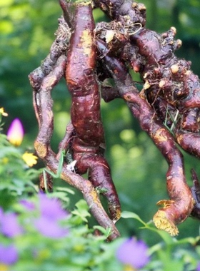 赣南深山现挖新鲜虎杖根纯天然虎杖苗虎杖中药材酸筒杆虎杖泡酒