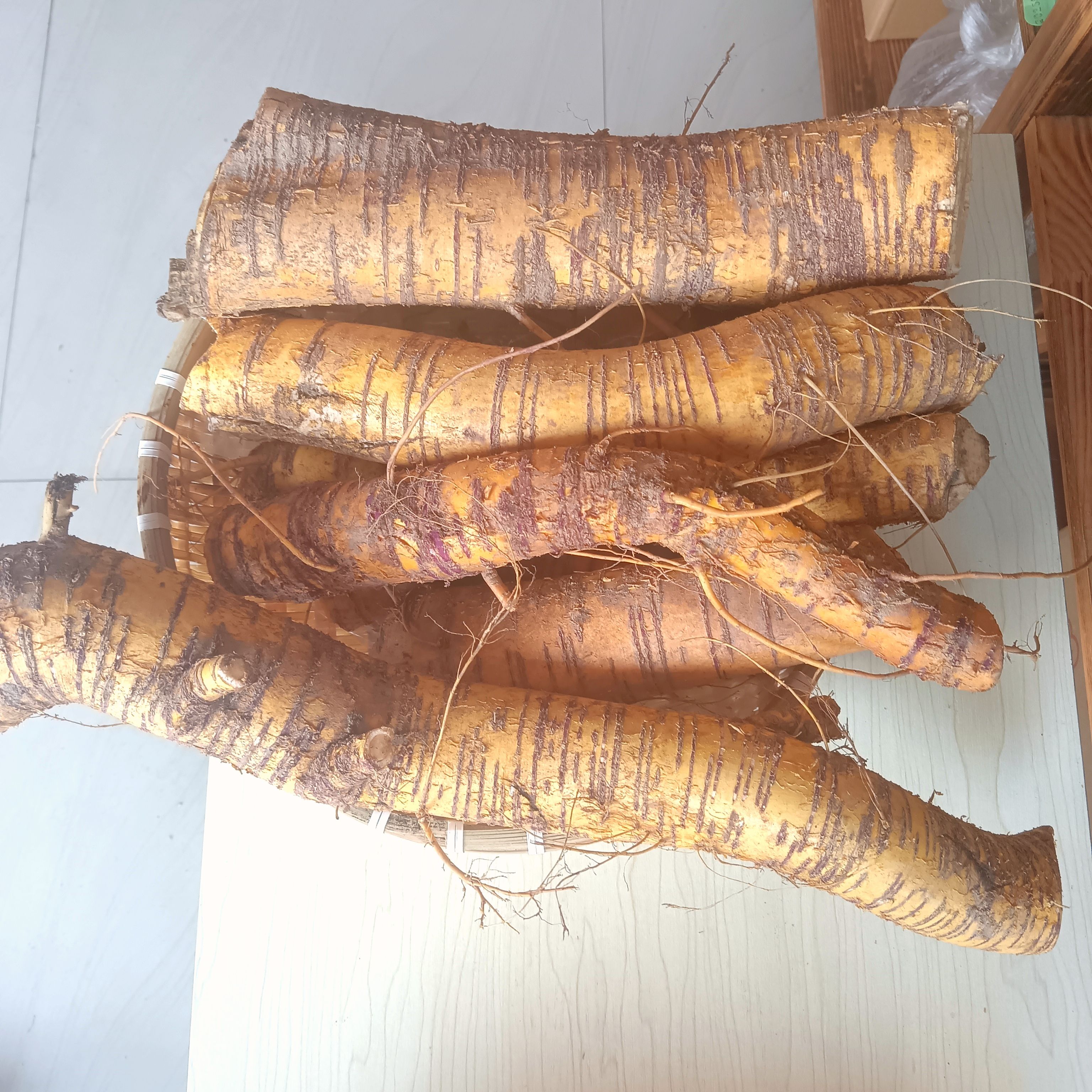 野外老桑树根大根桑椹根中药材