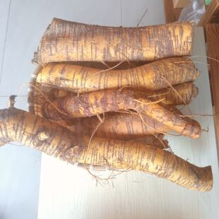 新鲜现挖野外桑椹根老桑树根中药材老桑头桑根皮煲汤桑根干桑树