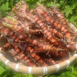 正宗石菖蒲中药材 新鲜石菖蒲根 野外无硫农家自采九节菖蒲 干货