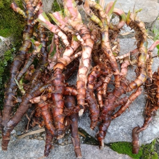 新鲜天然赣南石菖蒲根龙根中药材山奈 正品石昌蒲石菖蒲泡茶