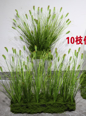 双头小狗尾草高低错落自然饱满