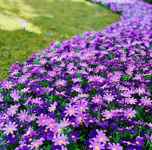 28头小雏菊色彩明艳大花头