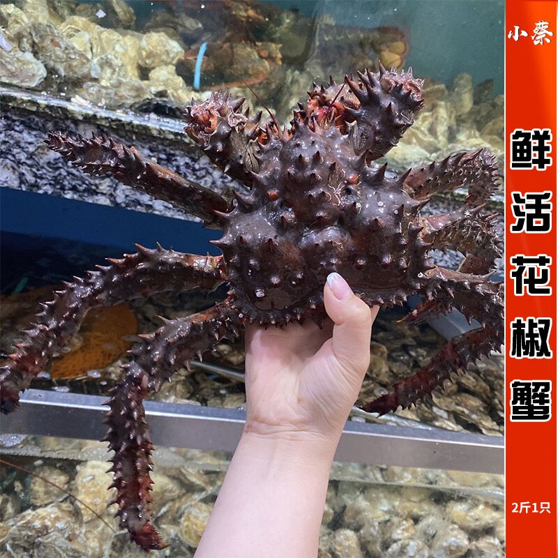 鲜活花礁帝王蟹野生海鲜水产超特大帝王蟹皇帝蟹花椒蟹板蟹2斤1只