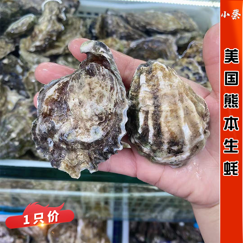 【日本熊本生蚝】空运海鲜即食刺身鲜活牡蛎非吉拉多大生蚝1只价