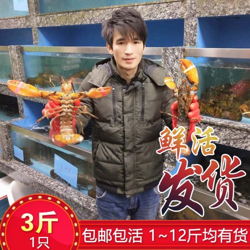 鲜活波士顿龙虾超大波龙海鲜水产非澳洲大龙虾大澳龙小青龙3斤1只