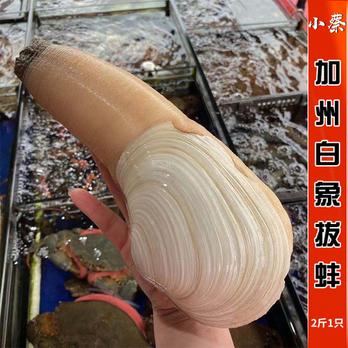 鲜活加州蚌白象拔蚌海鲜水产野生干蚌象牙蚌即食日料刺身2斤/1只