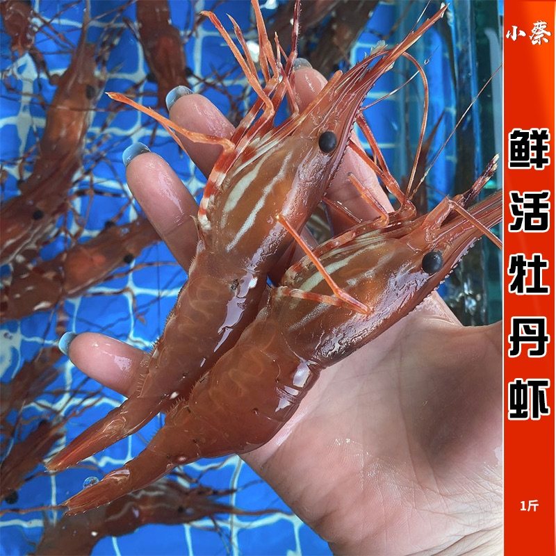 加拿大活牡丹虾鲜活进口海鲜水产特大牡丹虾刺身食材日料鳌虾甜虾图片