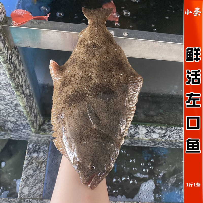 鲜活左口鱼海鲜水产活海鱼非多宝鱼比目鱼龙胆青斑 老虎斑 1斤1条