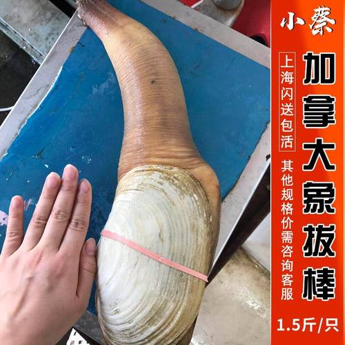 海鲜水产加州即食皇帝1只象拔蚌