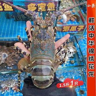 鲜活中华锦绣龙虾花龙海鲜水产非澳洲澳龙超大龙虾青龙虾1.5斤1只