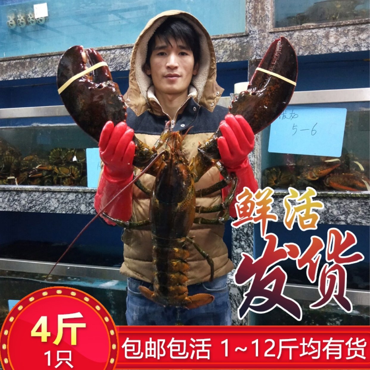 鲜活波士顿龙虾超大波龙海鲜水产非澳洲大龙虾大澳龙小青龙4斤1只