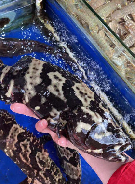 鲜活龙胆鱼野生海鲜水产深海活海鱼石斑鱼青斑鱼东星斑鱼1斤/条