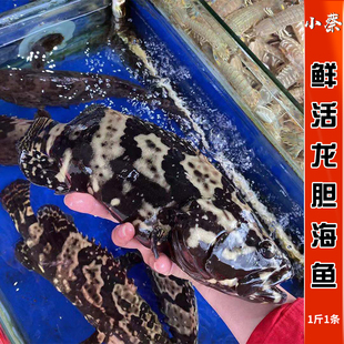 鲜活龙胆鱼野生海鲜水产深海活海鱼石斑鱼青斑鱼东星斑鱼1斤/条