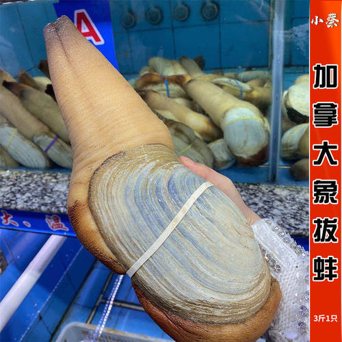 加拿大象拔蚌海鲜水产鲜活野生干蚌加州白蚌刺身即食皇帝蚌3斤1只