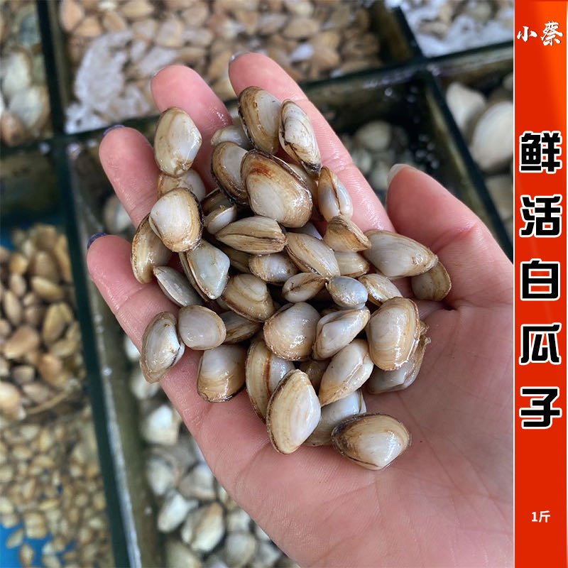 鲜活白瓜子海鲜水产贝壳红瓜子青瓜子海瓜子新鲜文蛤蛤蜊花蛤1斤
